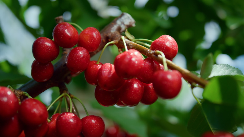 Sour red fruit branch ripening garden tree closeup. Close up fresh juicy cherry ready crop in organic agricultural plantation. Seasonal vitamin concept. Macro countryside background. Raw nutrition.