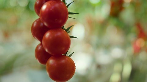 Close up tomatoes cultivation process on warm modern plantation in summer. Fresh red organic vegetables growing on bush branch in countryside garden. Gardening farming seasonal product concept