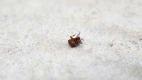 Close-up colorado potato beetle flips and crawls. Macro video of the colorado potato beetle walking.