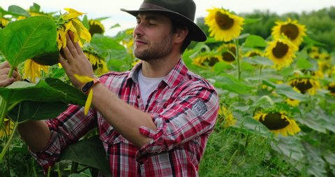 farmer in a plaid shirt and cowboy hat counting money in a field of sunflowers. Lending farmers for purchase land and seed material, modernization. Profit from agribusiness. Land value and rent. Agro