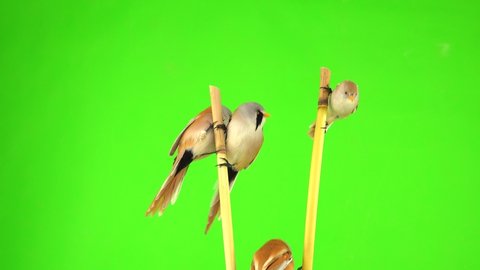 four baleen tits sit on reed (cattail) and fly away on green screen. studio