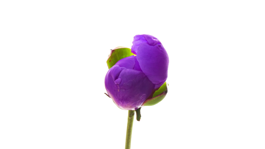 Timelapse of purple pink peony flower blooming on white background. Blooming peony flower,close-up. Wedding backdrop, Valentine's Day concept. Mother's day, Holiday, Love, birthday Royalty-Free Stock Footage #1082726563