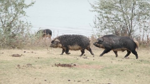 Wild boar (Sus scrofa) is heading the herd of Feral pigs (boar-pig hybrid) in an autumn meadow next to the delta Danube river