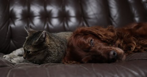 Cat and a dog are sleeping together . Cat and dog friendship. 