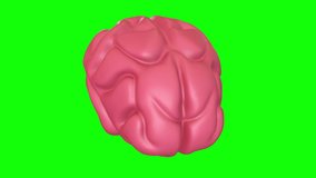 Human brain Anatomical Model. Motion Animation. Video available in 4K FullHD and HD render footage on green screen chroma key