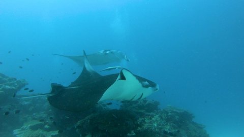 Two big Manta rays swimming over the cleaning station, underwater footage, Maldives, South Ari Atoll, close-up view of manta ray belly with spots.