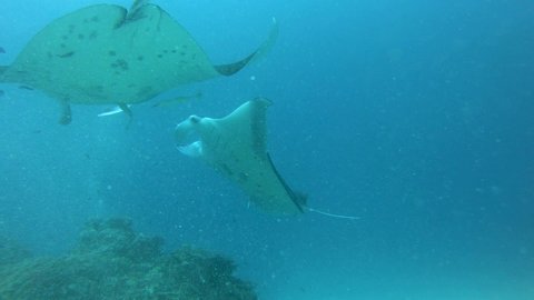 Two big Manta rays swimming and flighting over the cleaning station, underwater footage, Maldives, South Ari Atoll, close-up view of manta ray.