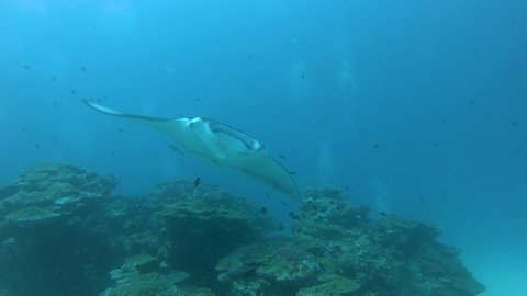 Two big Manta rays swimming over the cleaning station, underwater footage, Maldives, South Ari Atoll, close-up view of manta ray.