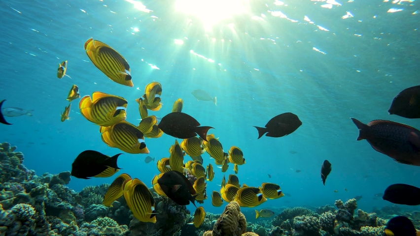 Underwater colorful coral reef landscape with many fish
 | Shutterstock HD Video #1082729905