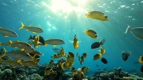 Accelerated video. Time lapse. Underwater colorful coral reef landscape with many fish

