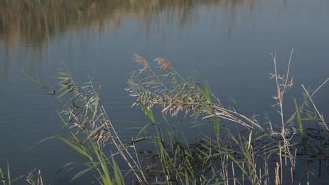 closeup footage of reeds leaves waving on the water