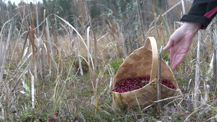 Old way of life, cranberry harvest
