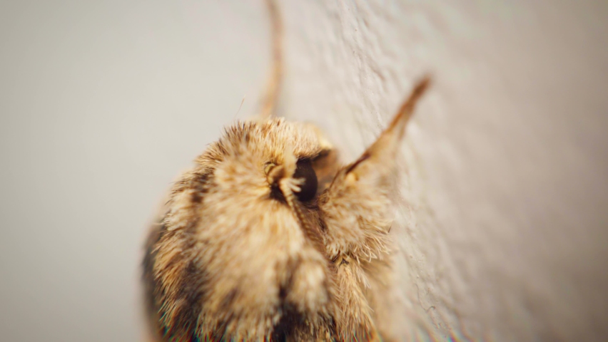 4K Super macro slow motion shot of a moth, at an extreme close up on the right side of his head.