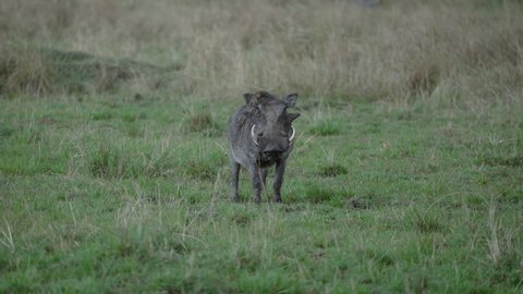 Warthog with white tusks standing still in national park; wildlife safari