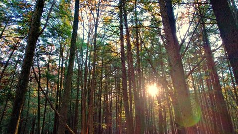 Smooth footage of a fall pine forest with leaves on ground and beautiful golden light in the Appalachian mountains. This is in New York's Catskill Mountains, which are a sub-range of the Appalachians.