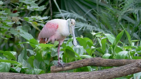 Funny Platalea Ajaja standing on one leg and stretching, perched on wooden branch in Jungle - Close up slow motion