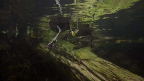 This underwater video shows duck water fowl bird defecating in slow motion.