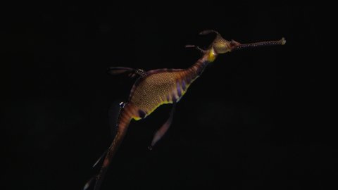 This video shows a weedy seadragon (Phyllopteryx taeniolatus) seahorse floating in clear water against a black background.