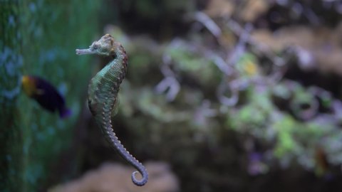 This video shows a potbelly seahorse (Hippocampus abdominalis) swimming gracefully through the water.