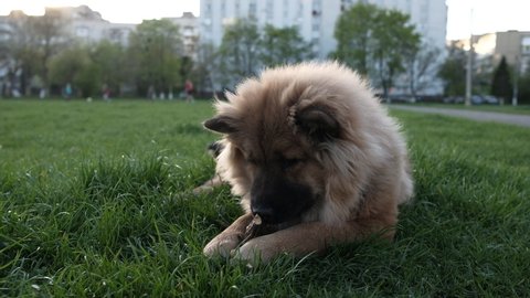 cute red chow chow dog lies on green grass and gnaws a stick, fluffy chow chow puppy, long video of good quality