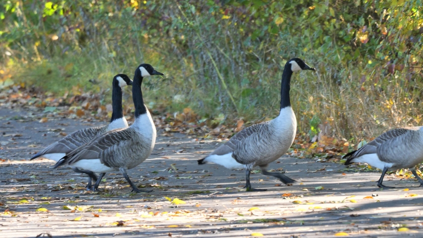 Canada Geese crossing road ( Branta Canadensis )
