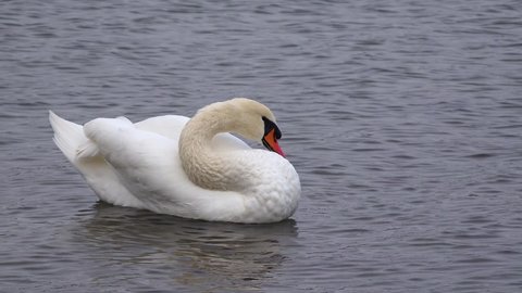 Birds of Ukraine. The swan is cleaning the feathers (Cygnus olor) in the Suhoy Liman. Black Sea