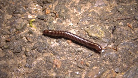 A small Julidae crawls quickly on the ground at night