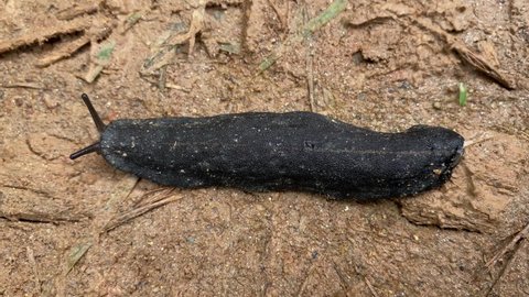 Veronicella is a genus of tropical air-breathing land slugs in the family Veronicellidae. Black land slug moving on the ground 