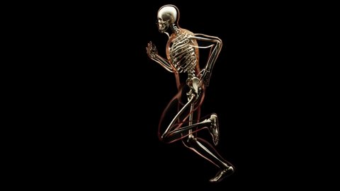 skeleton system of running man,  bone Anatomy while run, human physical and sport, joggers, running man, medically accurate, fitness, 3d render