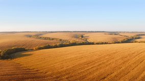 Shooting from a quadcopter flying over the golden field and agricultural lands. Location place of Ukrainian agrarian region, Europe. Cinematic aerial shot. Beauty of earth. Filmed in 4k, drone video.