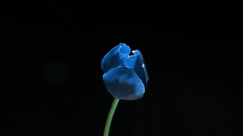 Beautiful blue tulip flower on black background, time lapse. Easter, birthday, spring, Valentine's day, holidays concept. 4k