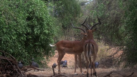 Impala aepyceros melampus petersi, Africa
