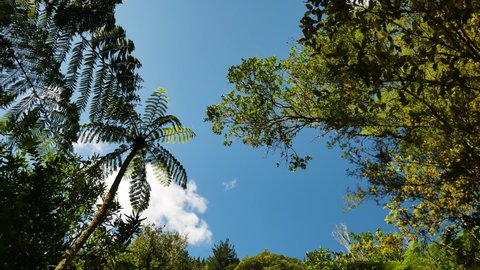 Low angle shot of tropical plants and leaves of fern tree against blue sky in New Zealand