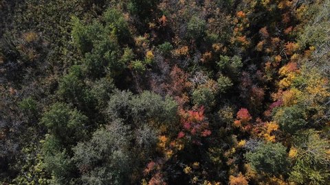 Top-down aerial view of colourful autumn leaves of boreal forest along lake shore. Buffalo Lake in remote location captured in ultra high definition. Revealing cinematic shot of Canada's prairies.