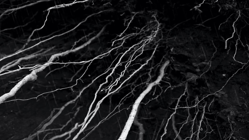 Exposed Tree Roots On Wet Soil With Raindrops Falling In Black And White. - Closeup Shot, Slow Motion Royalty-Free Stock Footage #1082770324