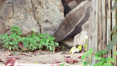Giant anteater in the zoo