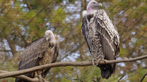 vultures sitting on trees in zoo