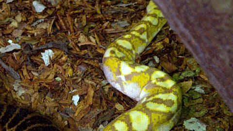 boa constrictor and anaconda snakes in zoo