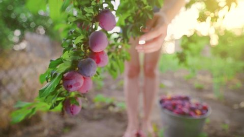 Tree full of blue plums in an orchard. Woman picking blue plums in a orchard. Plum's branch in orchard with lot of fruit in sunlight.