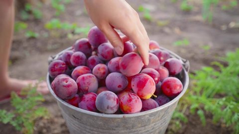 Woman in the garden with bucket of plums. Harvest of fresh plucked fruits, ripe blue plums. Hobbies, gardening. Growing organic fruits in home garden. Harvestime. Farmer's sweet ripe fruit. 