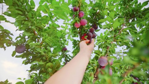 Good harvest of juicy ripe purple plums on plum tree branches in an orchard in summer. Farmer's hands with freshly harvested plums. Fruit picking.