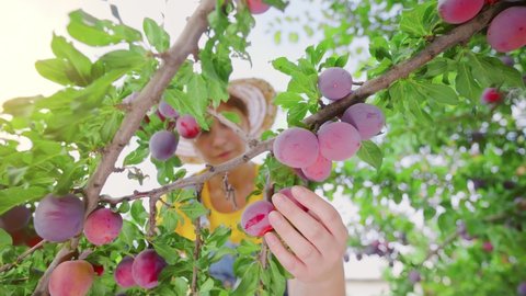 Plums on the Tree. Perfect orchard. Woman harvesting plums from the plum tree.  Farmer's hands with freshly harvested plums.  Plum's branch in orchard with lot of fruit in sunlight.