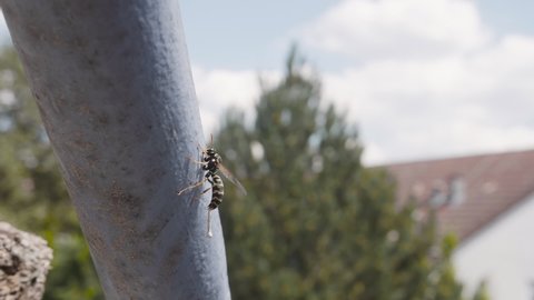 Wasp while at stool. Slow Motion, Close Up.