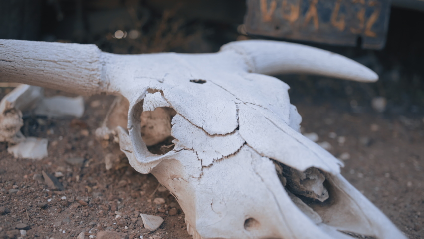Bison skull on dusty ground with cobwebs and car in background - daytime, handheldement