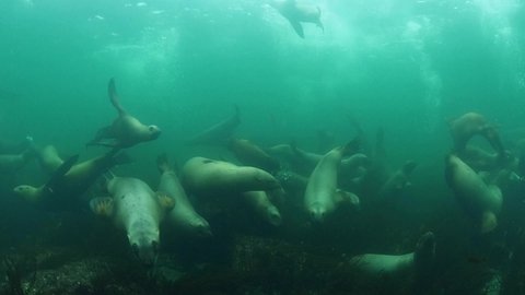 Playful Steller sea lions at Hornby Island BC