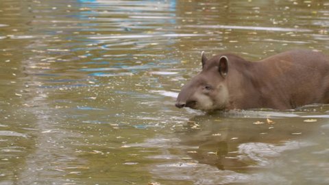 tapir in pond at zoo