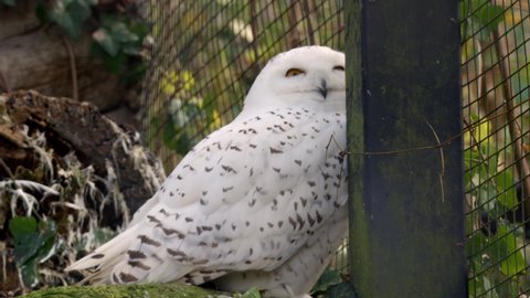 snowy owl in cage at zoo