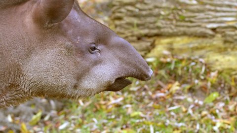 tapir on land at zoo