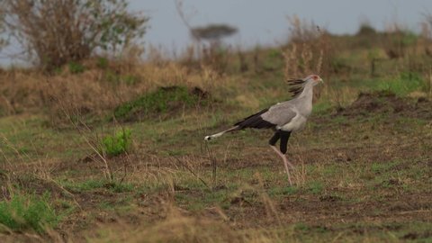 Secretarybird or Secretary Bird - Sagittarius serpentarius, large, mostly terrestrial bird of prey walking in savannah, endemic to Africa, grasslands and savanna.