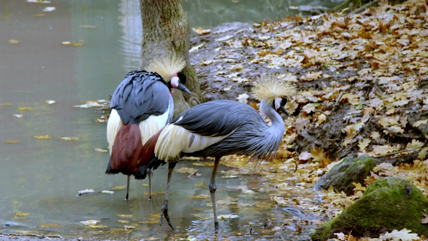 hoopoes at pond in zoo